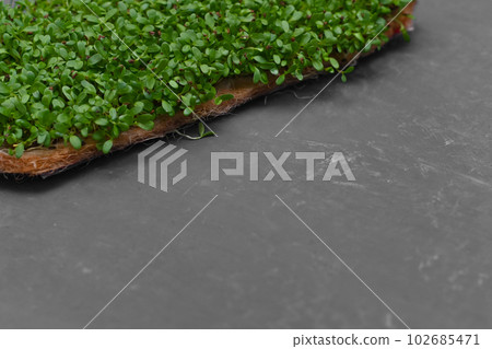 Microgreens grow on a linen rug. 102685471