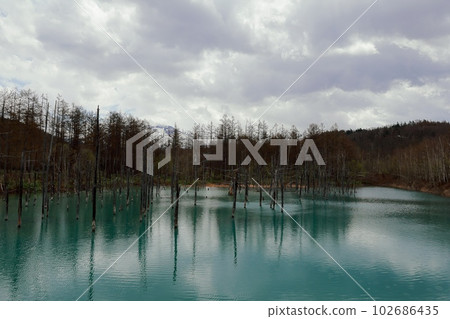 Blue Pond in Biei, Hokkaido Blue Pond in Biei, Hokkaido 102686435