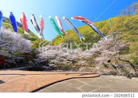 【香川縣】春天的不動瀑布郊野公園(櫻花和鯉魚旗) 【香川縣】春天的不動瀑布郊野公園(櫻花和鯉魚旗) 102686511