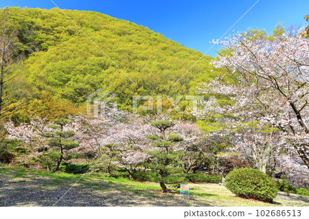 [Kagawa Prefecture] Fudo Falls Country Park in Spring when Cherry Blossoms Bloom 102686513