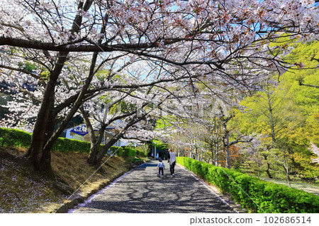 【香川縣】春天櫻花盛開的不動瀑布郊野公園 【香川縣】春天櫻花盛開的不動瀑布郊野公園 102686514