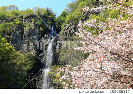 【香川縣】春天櫻花盛開的不動瀑布郊野公園 102686515