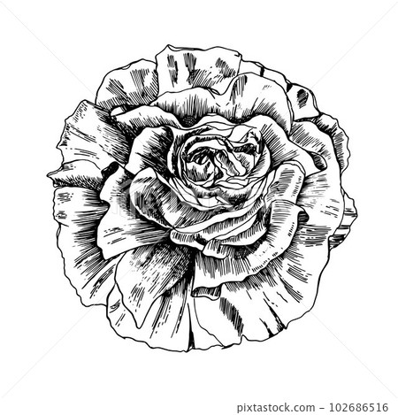 Flower bud blossoming . Hand drawn rose vector, sketch style 102686516