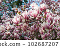 Sprouts of magnolia tree on background of blue sky, during spring period. Budded branch with pink flowers in bloom season. 102687207
