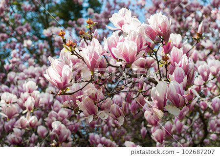 Sprouts of magnolia tree on background of blue sky, during spring period. Budded branch with pink flowers in bloom season. 102687207
