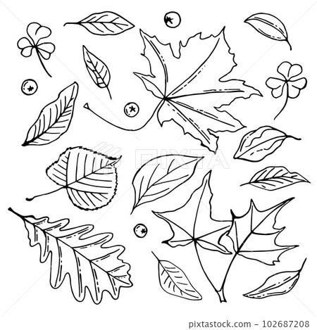Line art set of autumn leaves, outline collection. nature doodle 102687208