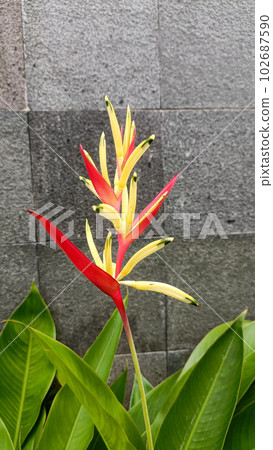 Heliconia flower plant blooming with red and yellow color. Heliconia flower plant blooming with red and yellow color. 102687590