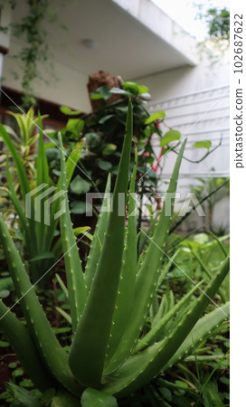 Aloe vera is succulent plant, grow wilf in tropica, easy to grow, used for home plant and ornamental, spike around the leave, and used for herbal medicine for skin care. 102687622