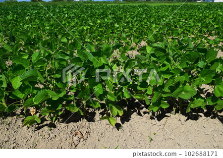 Soybean field Shonai, Yamagata Prefecture 102688171