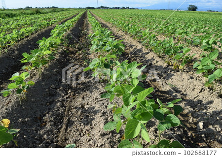 Soybean field Shonai, Yamagata Prefecture 102688177