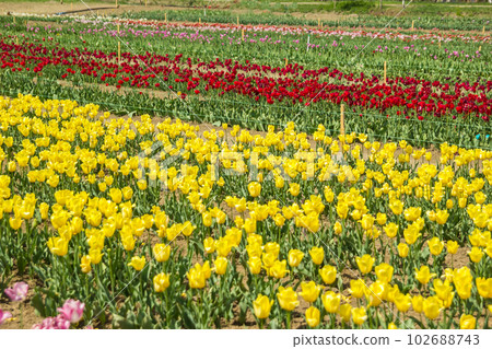 Large field of multi-colored tulip flowers 102688743