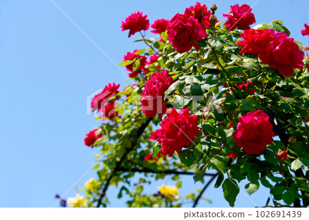 Climbing roses in full bloom Blue sky and bright red roses Climbing roses in full bloom Blue sky and bright red roses 102691439