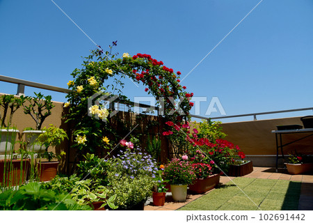 Spacious roof balcony Flower garden with many roses on the arch Spring to enjoy the blue sky and flowers 102691442