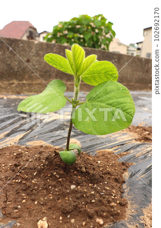 Green soybeans, edamame, vegetables, agriculture, kitchen garden 102692170