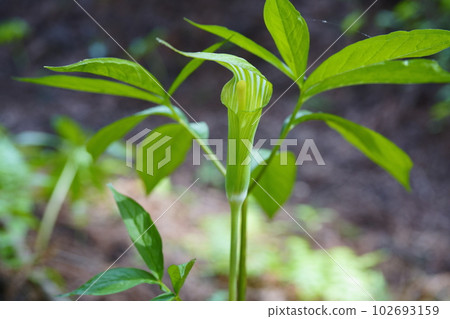 青蛙草 青蛙草 102693159