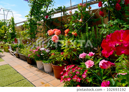 Gardening in spring Using planters and lots of flowers in a yosebachi garden Spending time with roses under the blue sky 102693192