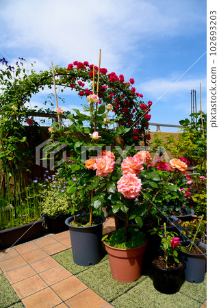 Roof balcony in May A rose garden with many planters and an arch 102693203
