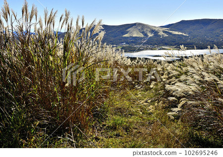 Pampas grass and Teppo Kinokashira (Mt. Myojin) and Mt. Mikuni at the summit of Mt. Ohira Pampas grass and Teppo Kinokashira (Mt. Myojin) and Mt. Mikuni at the summit of Mt. Ohira 102695246