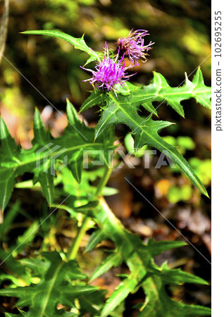 Mt. Ohira in the Doshi Mountains 102695255