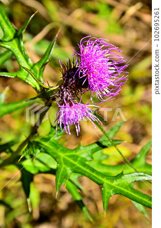 Mt. Ohira in the Doshi Mountains 102695261