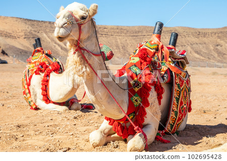 Harnessed riding camels resting in the desert, Al Ula, Saudi Arabia 102695428