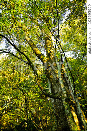 Mt. Ishiwari in the Doshi Massif Katsura Omiki in the morning at Ishiwari Shrine 102695999