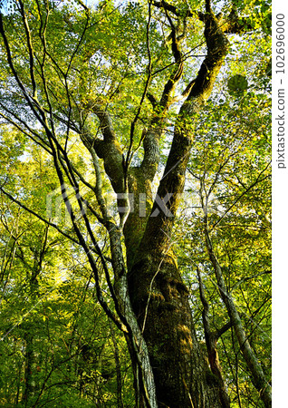 Mt. Ishiwari in the Doshi Massif Katsura Omiki in the morning at Ishiwari Shrine 102696000