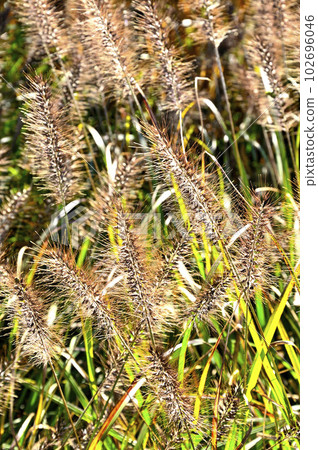 Mt. Hirao in the Doshi Mountains Purple foxtail 102696046