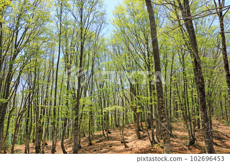 Hakuba Iwatake Mountain Resort Beech Forest in May 102696453