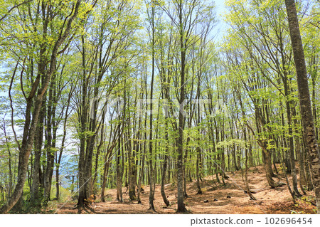 五月的白馬岩嶽山毛櫸林 102696454