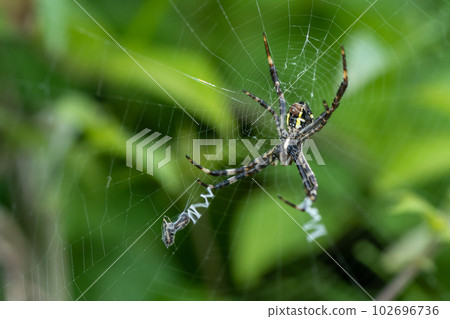 Argiope amoena preying on insects 102696736