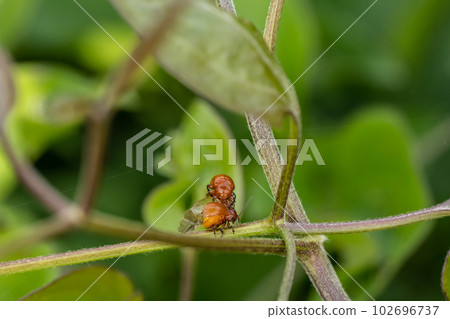 Green leaf beetles mating in the grass 102696737