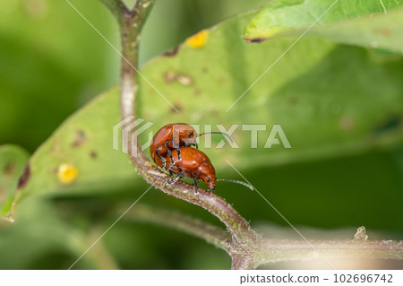 Green leaf beetles mating in the grass 102696742