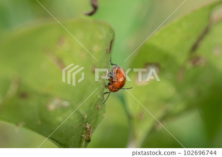 Ooca Marni Moth 102696744