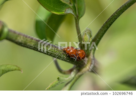 Green leaf beetles mating in the grass 102696746
