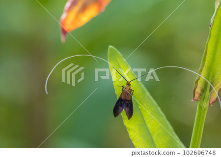 黑毛 黑毛 102696748