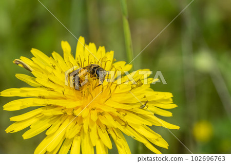 Honey bee sucking dandelion nectar Honey bee sucking dandelion nectar 102696763
