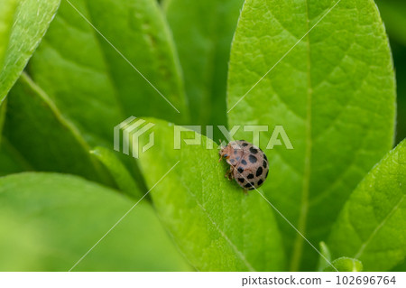 Affiliation 102696764