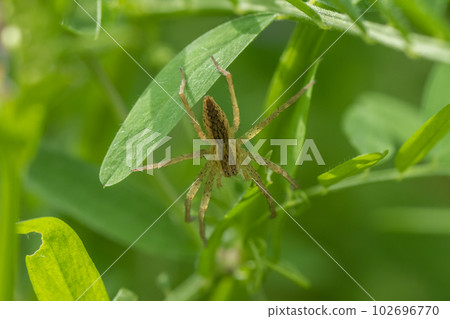 伊洛嘴蛛 伊洛嘴蛛 102696770