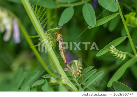Yellow-bellied beetle mating in the grass 102696774