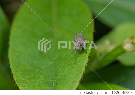 Hararahishibata 102696789