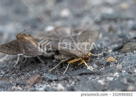 Kibara no Meiga moth mating on the street 102696802