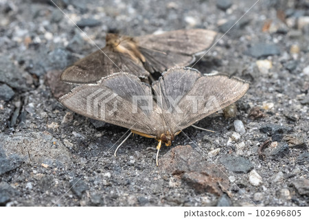 Kibara no Meiga moth mating on the street Kibara no Meiga moth mating on the street 102696805