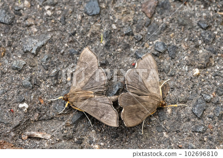 Kibara no Meiga moth mating on the street Kibara no Meiga moth mating on the street 102696810