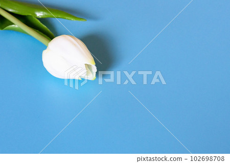 淡藍色背景上的白色鬱金香 102698708