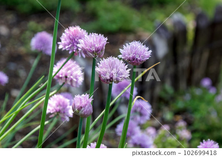 Chives called Ezonegi in Japanese name [Agaricaceae] 102699418