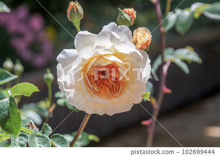 香氣濃郁的橙色英國玫瑰 [薔薇科] 102699444