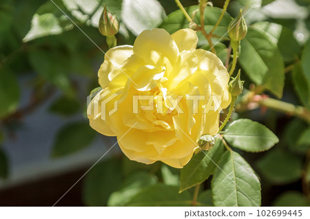 一種帶有濃郁香味的黃色英國玫瑰 [薔薇科] 102699445
