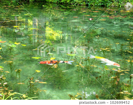 Nishikigoi swimming in the pond due to its high transparency Nishikigoi swimming in the pond due to its high transparency 102699452