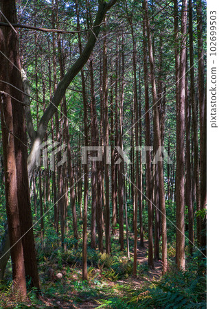 通往小倉城蹟的路線、攀登陡坡、雪松林、常川町 102699503